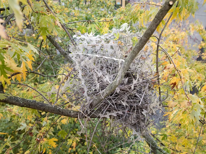 Eurasian Magpie nest constructed with anti-bird spikes, seen in a sugar maple tree in Antwerp, Belgium. Photo: Auke-Florian Hiemstra.